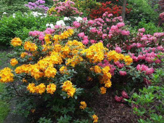 Rhododendronpark Bruns